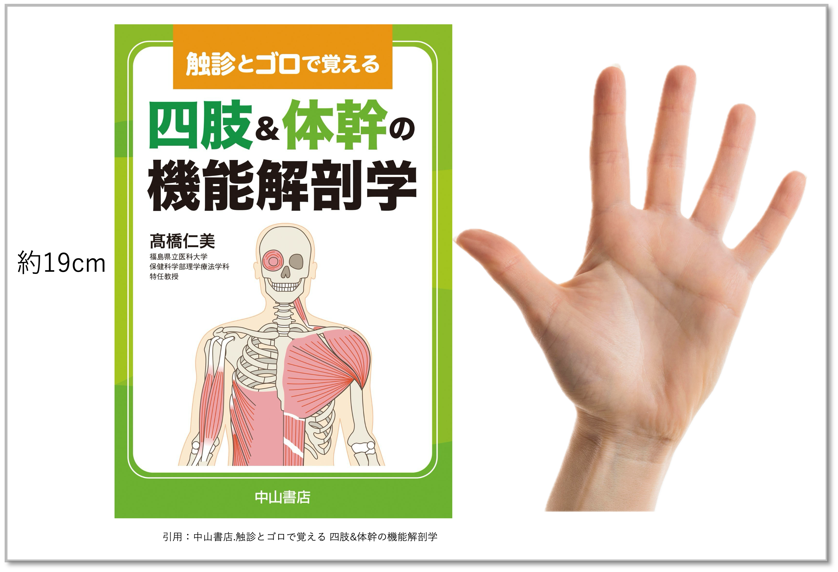 携帯できる「触診とゴロで覚える 四肢＆体幹の機能解剖学」臨床に繋ぐ