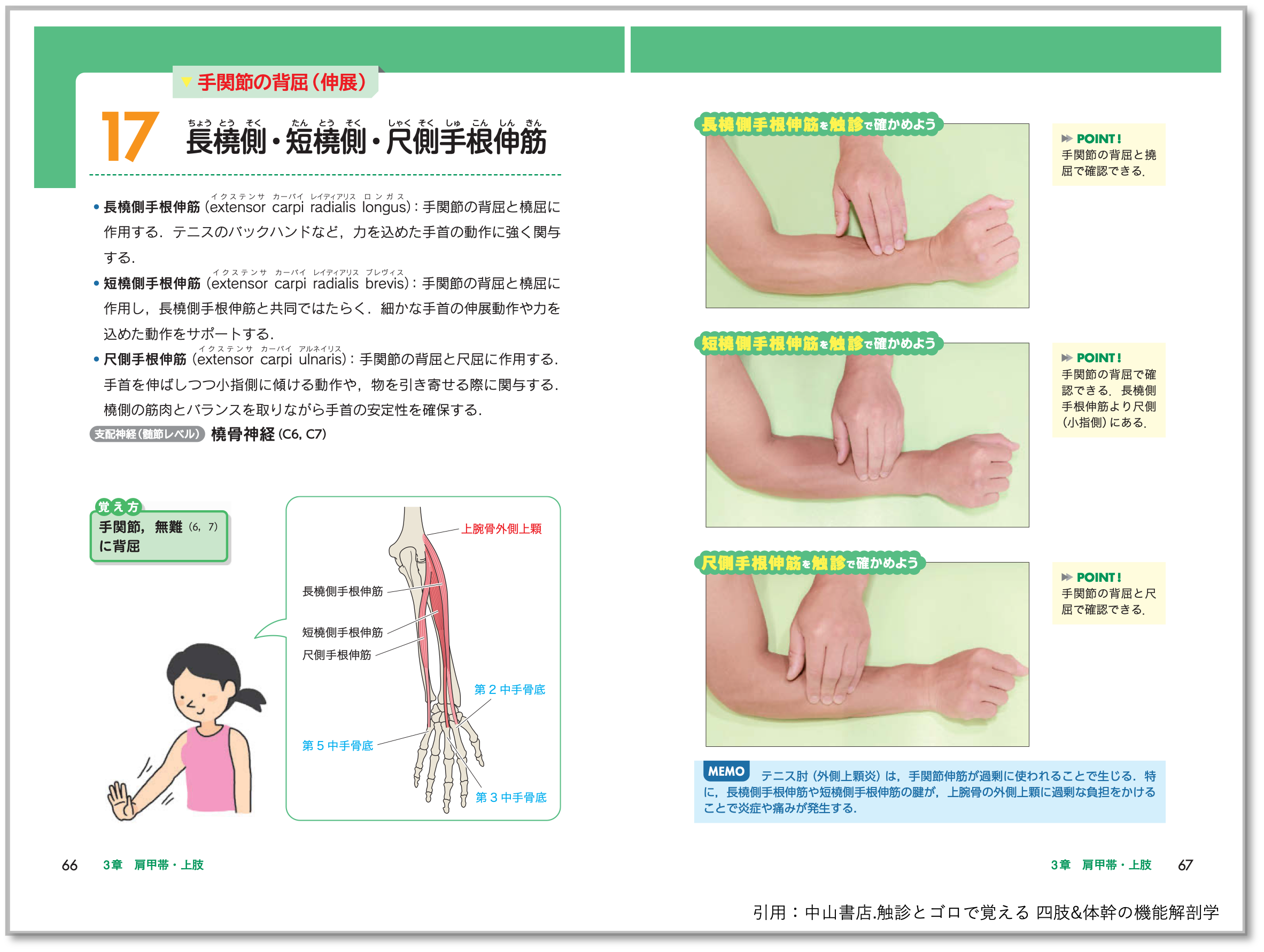 携帯できる「触診とゴロで覚える 四肢＆体幹の機能解剖学」臨床に繋ぐ
