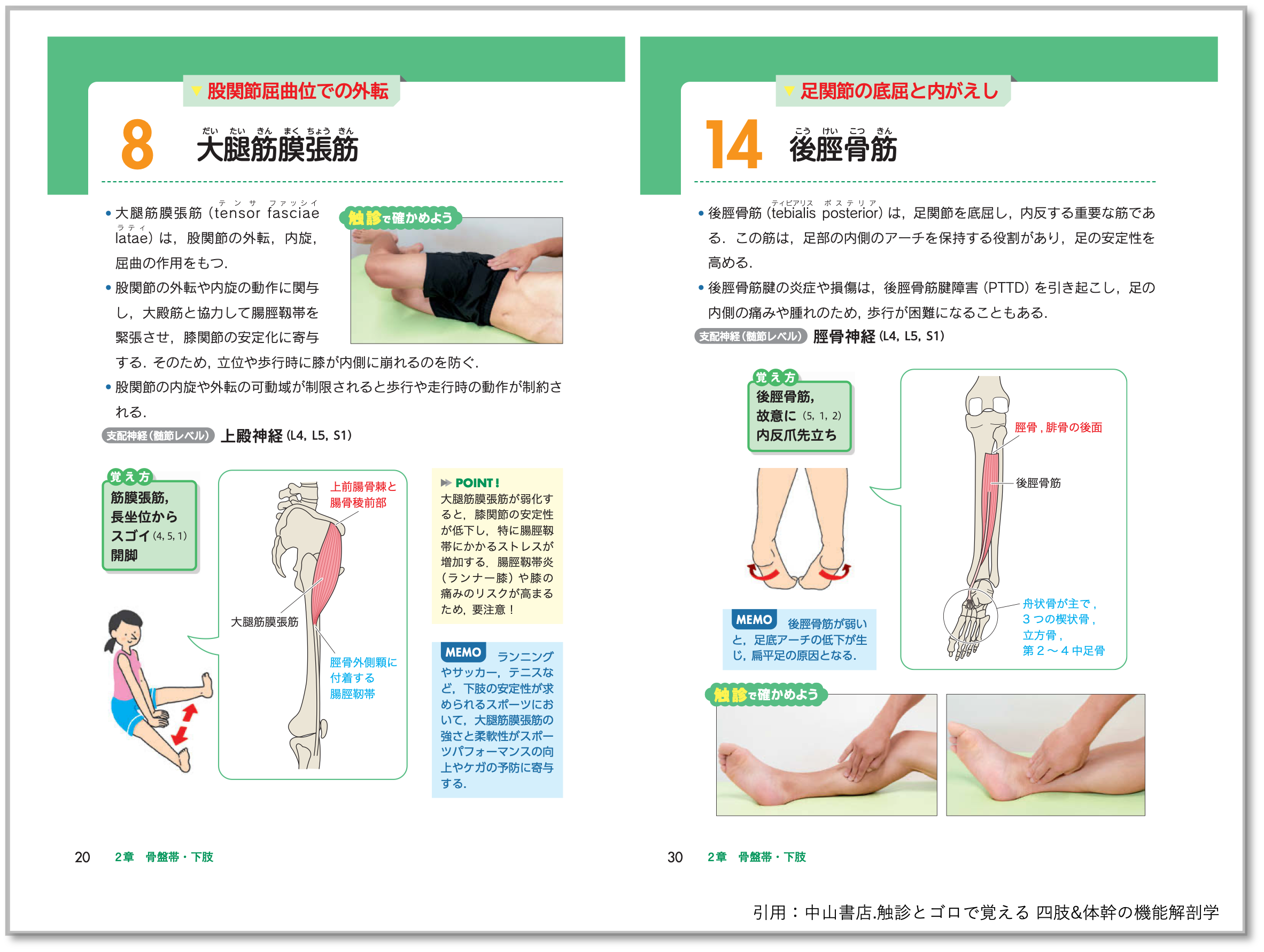 携帯できる「触診とゴロで覚える 四肢＆体幹の機能解剖学」臨床に繋ぐ