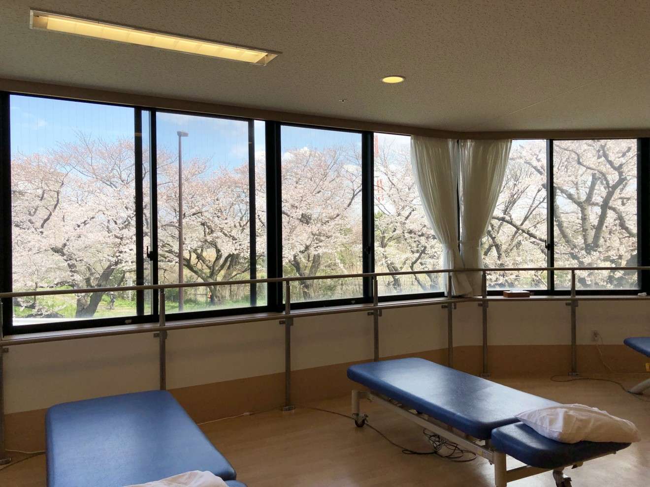 リハ室からの桜並木