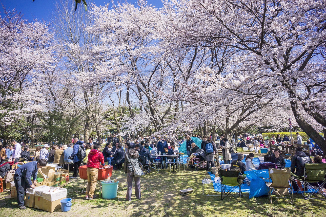 「とも」が大切にしているお花見です。利用者の方、ご家族、地域関係者、職員など一同に会して、美しい桜を楽しむ「ともに生きる」活動の一コマです。