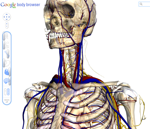 ３d解剖図鑑 Body Browser をgoogleが無料で公開 Pt Ot St Net